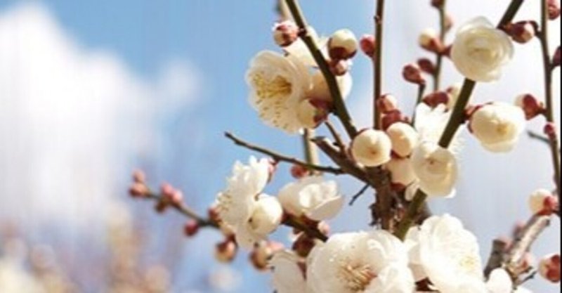 2月「2月の花―梅―」に想う