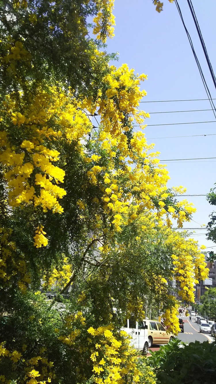 5月2日。根津神社のつつじを見たくて向かっていたらもっさーと鮮やかな黄色が迎えてくれました(*^^*)