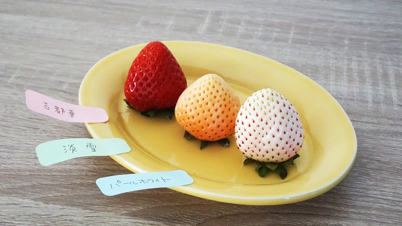 自分好みのおいしさと出会いたい 今がシーズンのイチゴを楽しもう｜JA