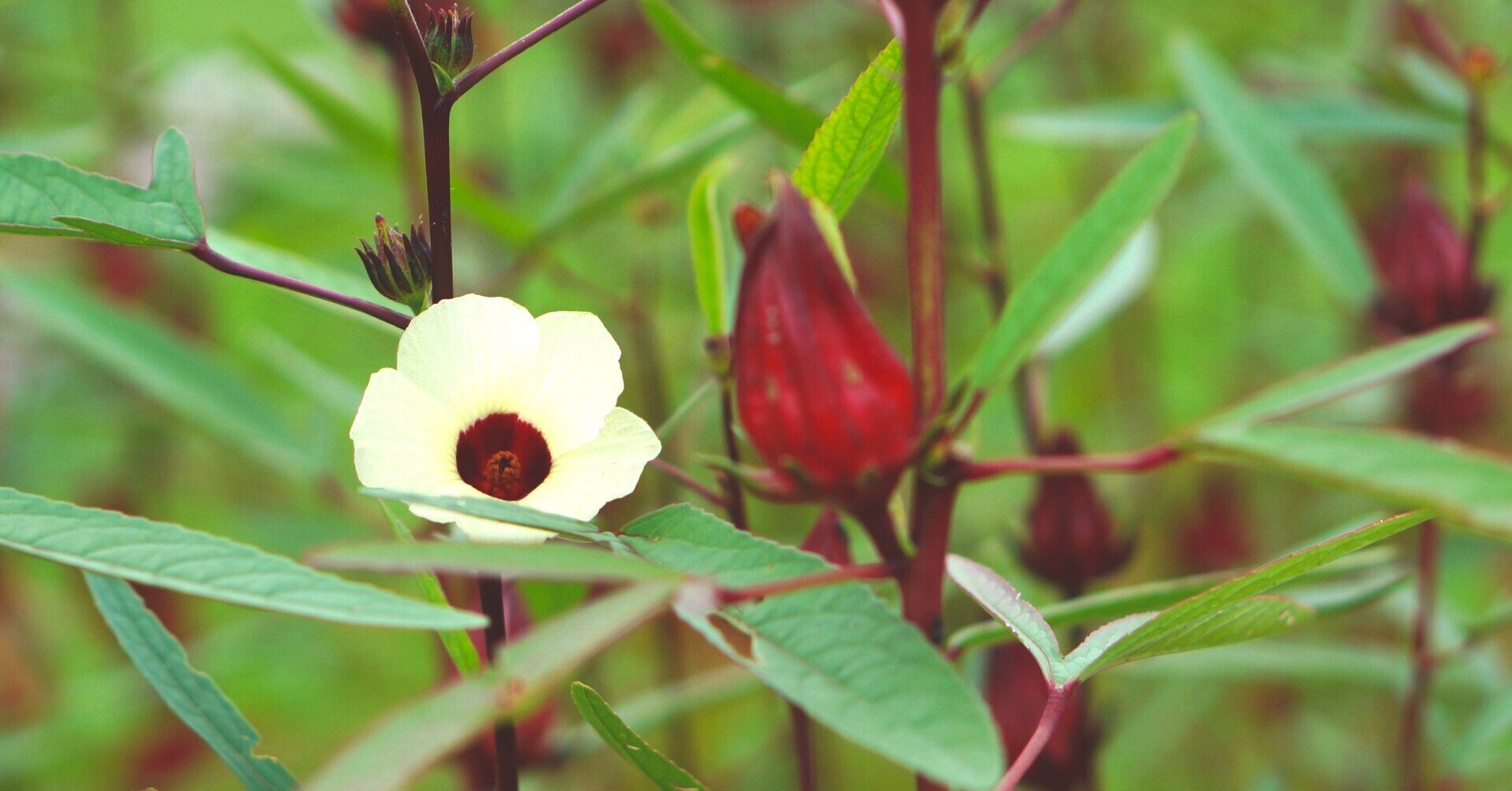 ハーブ図鑑＊ ローゼル｜Amie's Garden