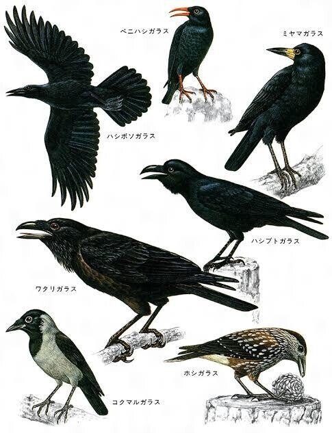 第1450回 ワタリガラス｜翆野 大地