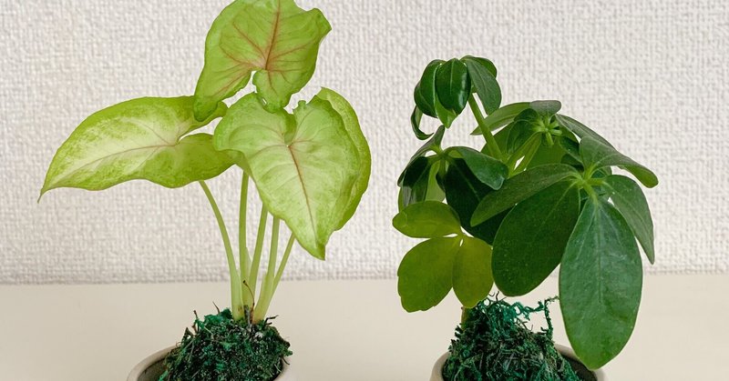 初のミニ苔玉を迎え入れました Satsuki Note 初のミニ苔玉を迎え入れました Satsuki Note