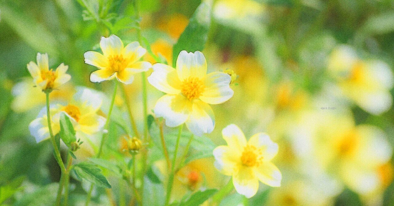 2月1日 誕生花は菊咲栴檀草 誕生花短歌 御子柴 流歌 Note 2月1日 誕生花は菊咲栴檀草 誕生花短歌 御子柴 流歌 Note