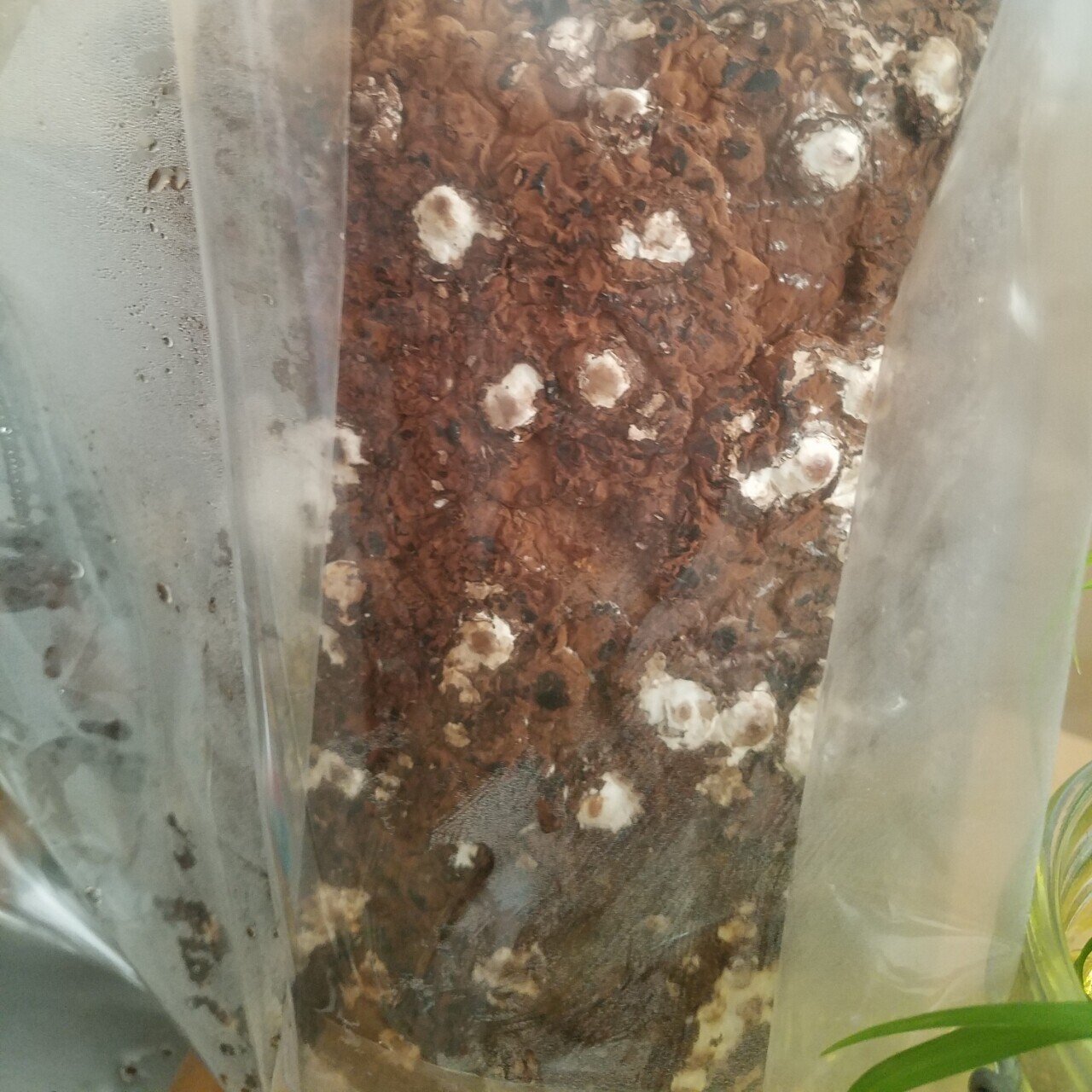 キノコを育てる 食べる 奏汰 かなた Note
