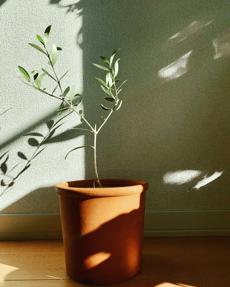 草花 オリーブ ネバディロブランコ あきる Note