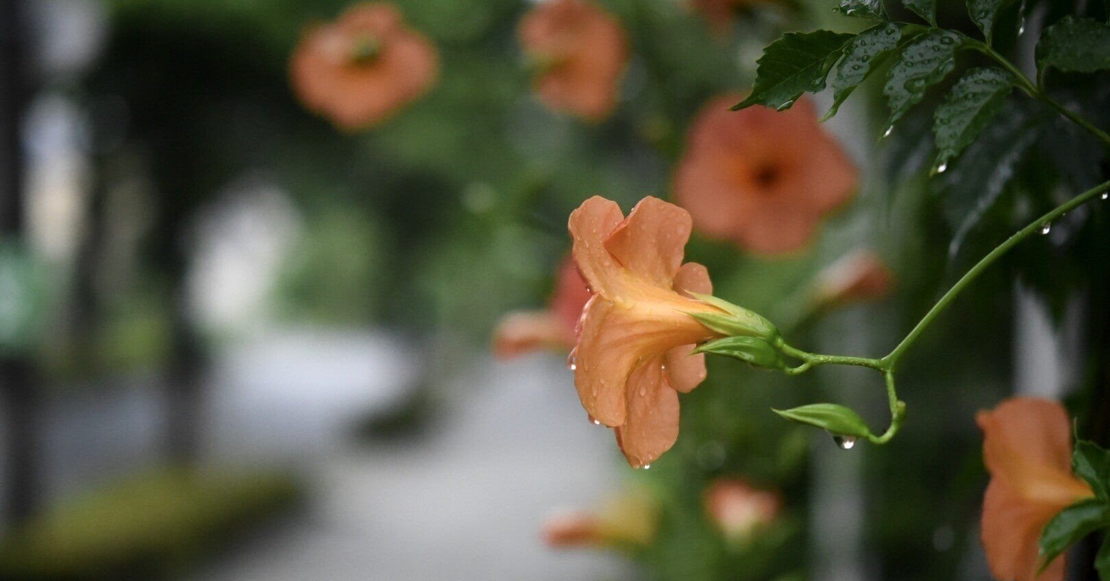 雨 潸潸と チヒロ 相棒 Note