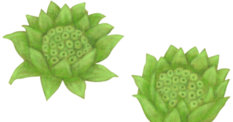 いとしのふきのとう つる るるる Note