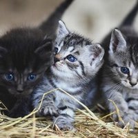 丙種ガス主任技術者の難易度は やや難しい Shibumiya Note