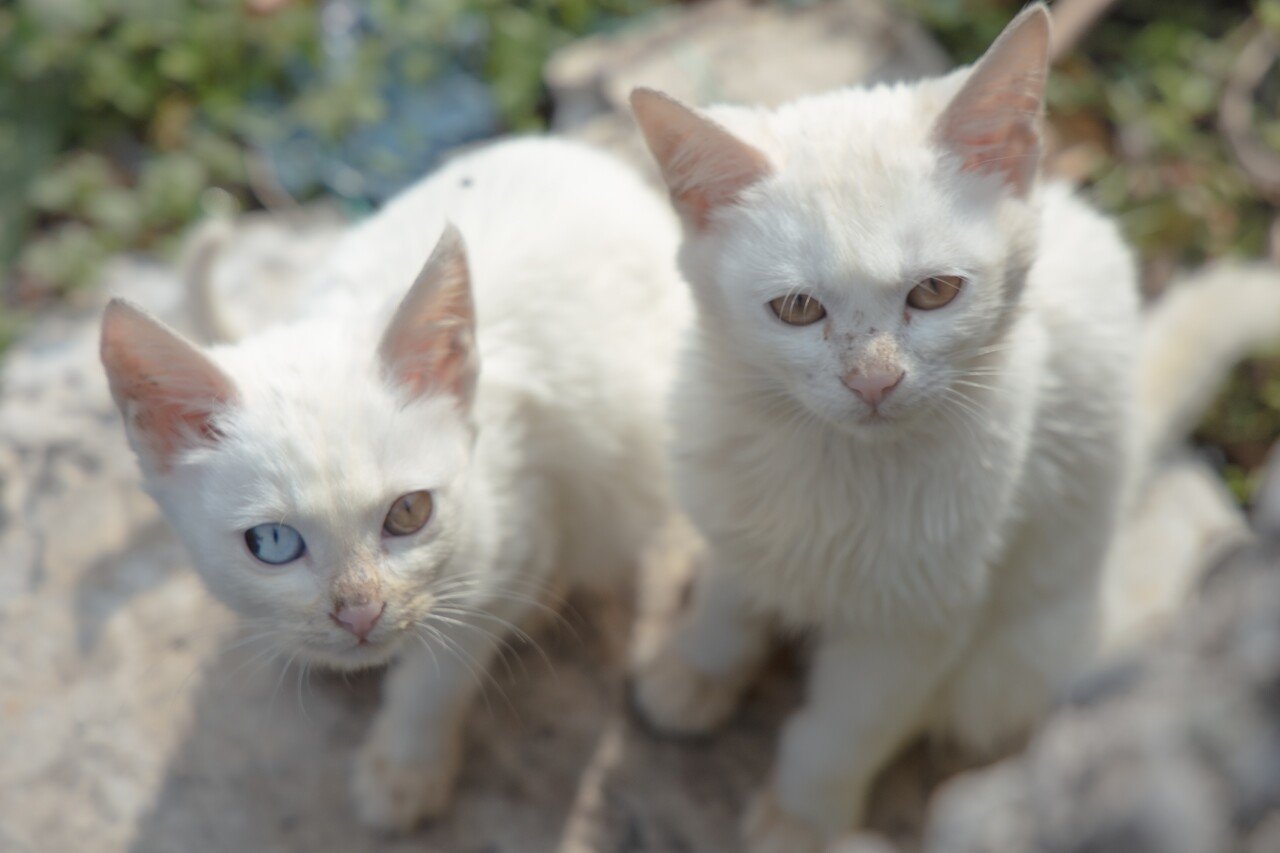 滋賀の沖島 Kzm Note