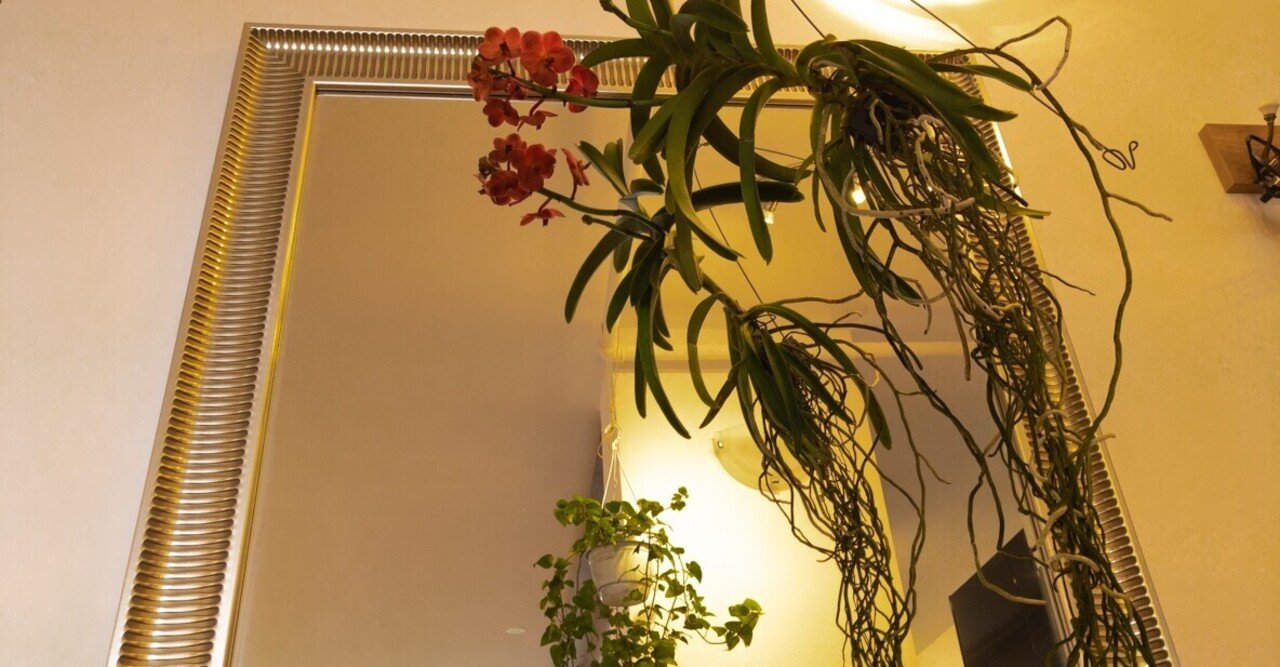 観葉植物のコバエ退治 Anri Note