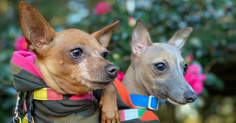 多頭飼いに向いてる人 そうでもない人の違い 3回失敗したルンカのえげつない話 犬雑貨rumka Note 多頭飼いに向いてる人 そうでもない人の違い 3回失敗したルンカのえげつない話 犬雑貨rumka Note