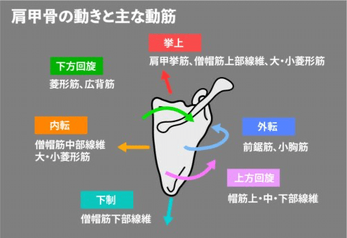 肩甲骨と上肢機能の関係 脳リハ 自費リハビリ 脳卒中専門セラピスト Note
