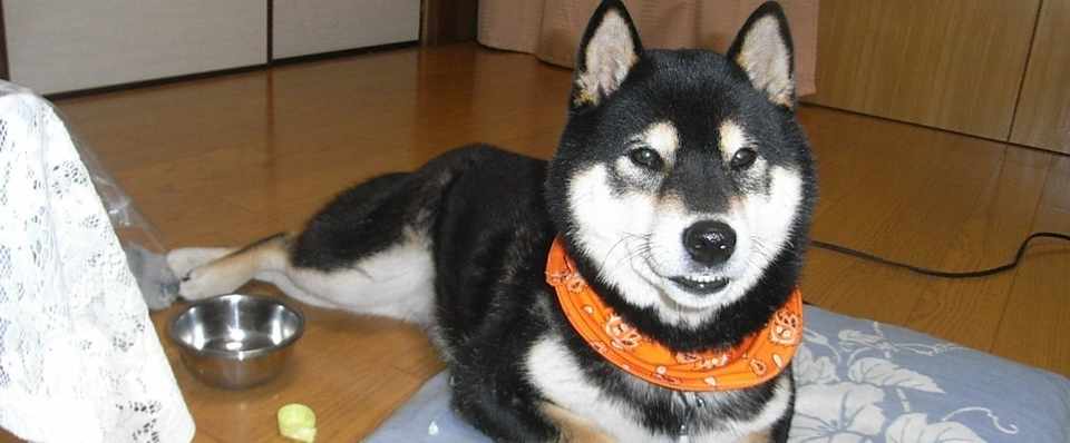 狼に最も近い犬 柴犬 ゆきっこ Note