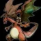 ドラゴラー