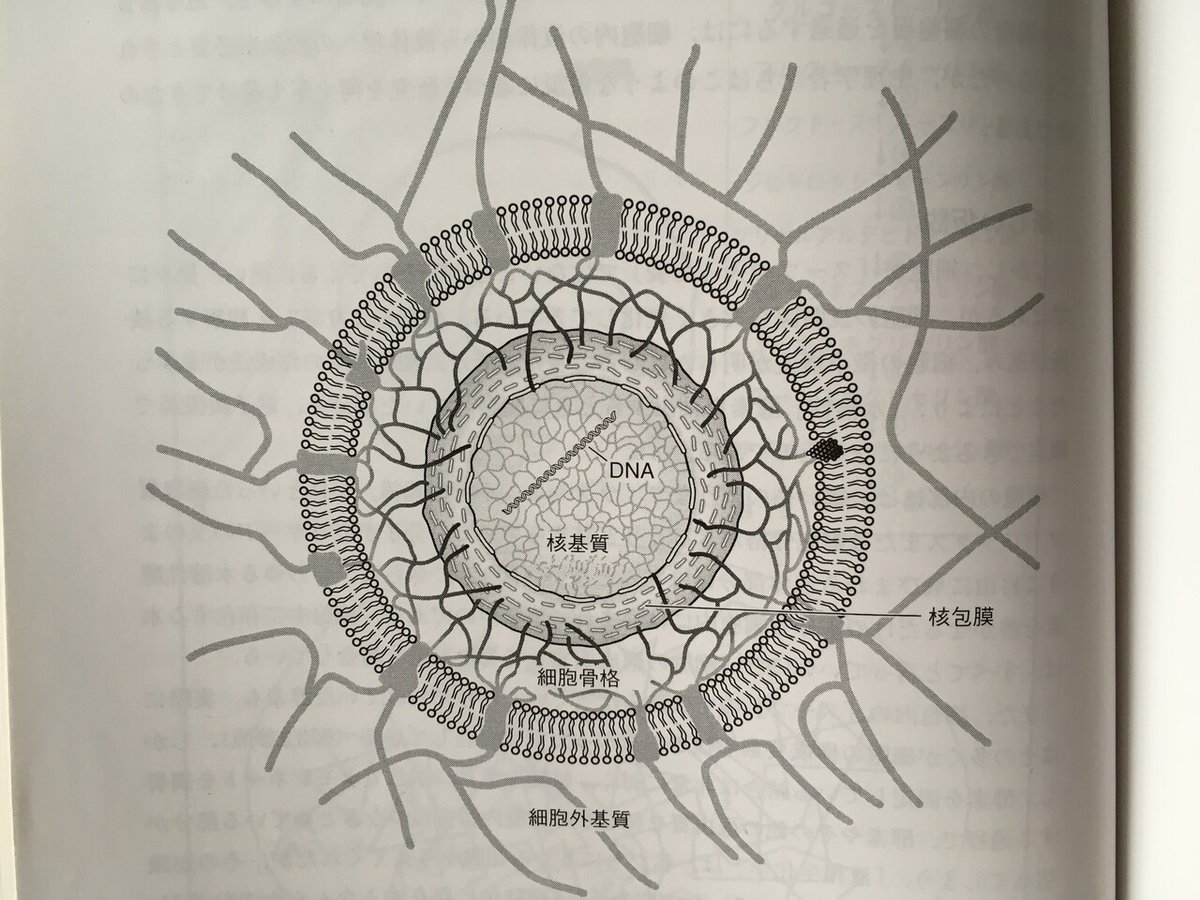 細胞骨格