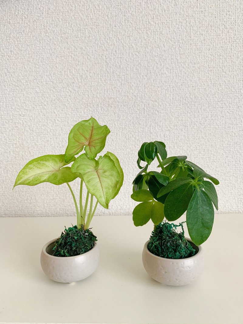 初のミニ苔玉を迎え入れました Satsuki Note 初のミニ苔玉を迎え入れました Satsuki Note