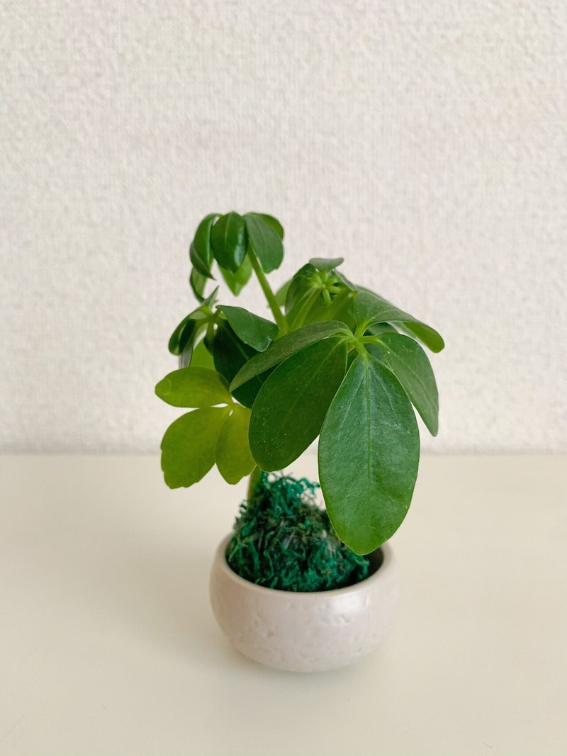 初のミニ苔玉を迎え入れました Satsuki Note 初のミニ苔玉を迎え入れました Satsuki Note