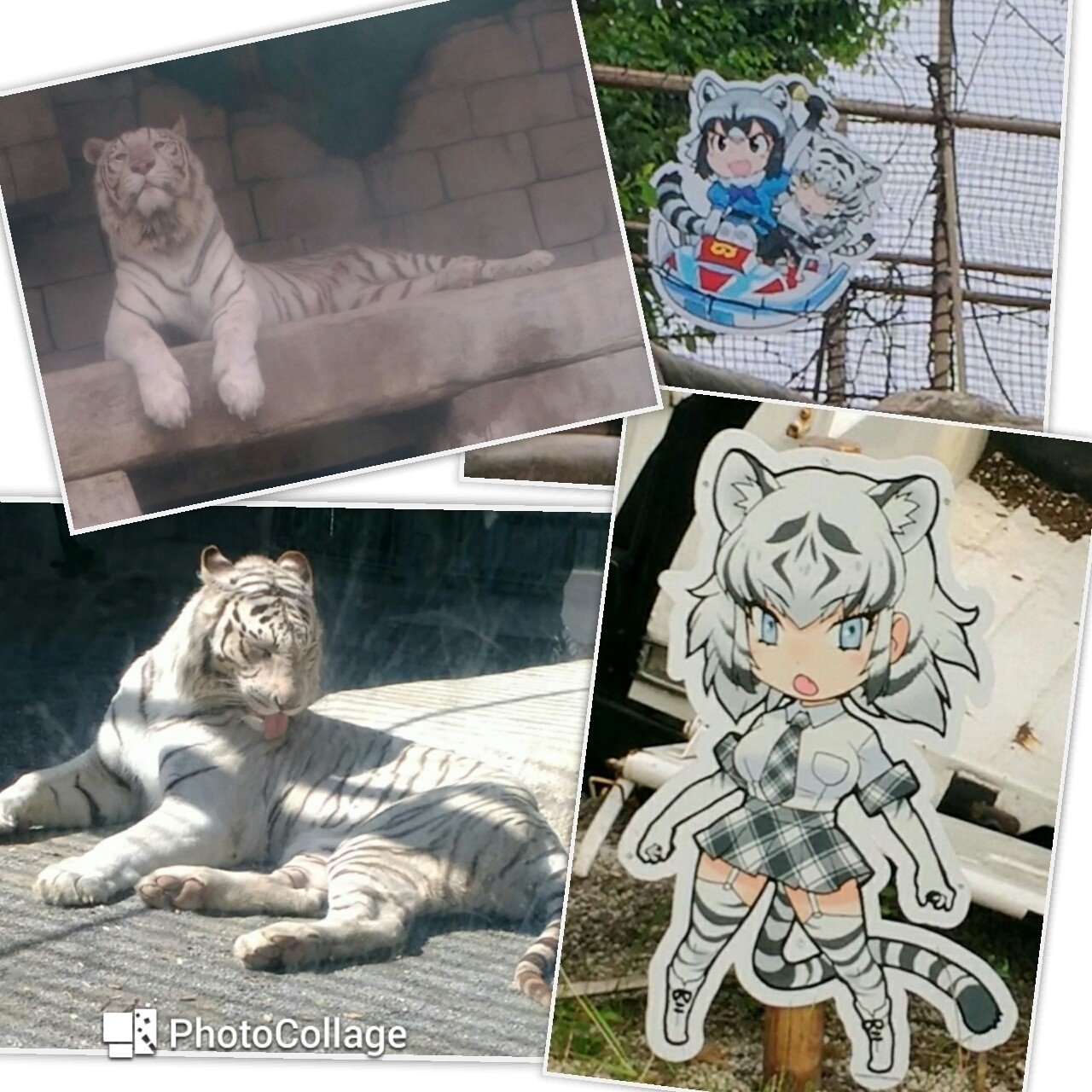 けものフレンズと東武動物公園と動物 白イタチ Note けものフレンズと東武動物公園と動物 白イタチ Note