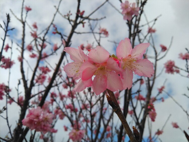 桜前線、南下中！
普通、桜前線は北上するものですが、沖縄は逆に南下します。
やっと島にも桜が咲き始めました。