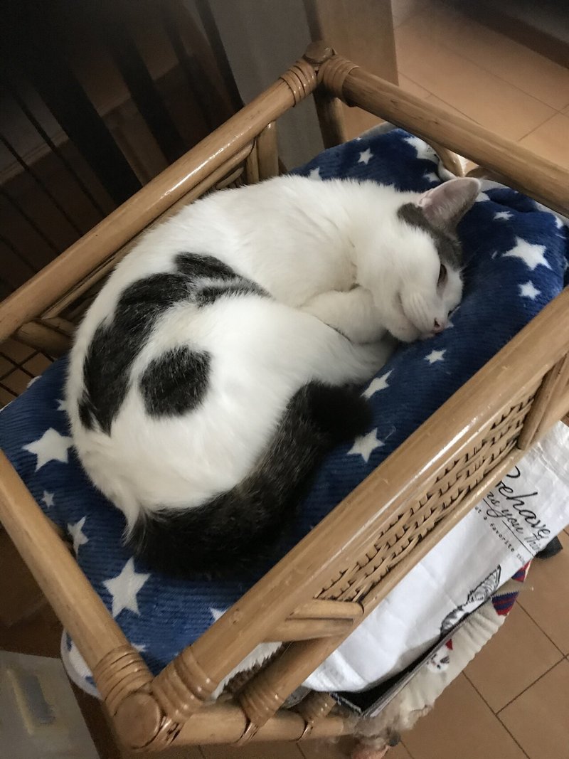 疲れてる 人 見てみて 癒されるよー お写真 ココ次郎 Note