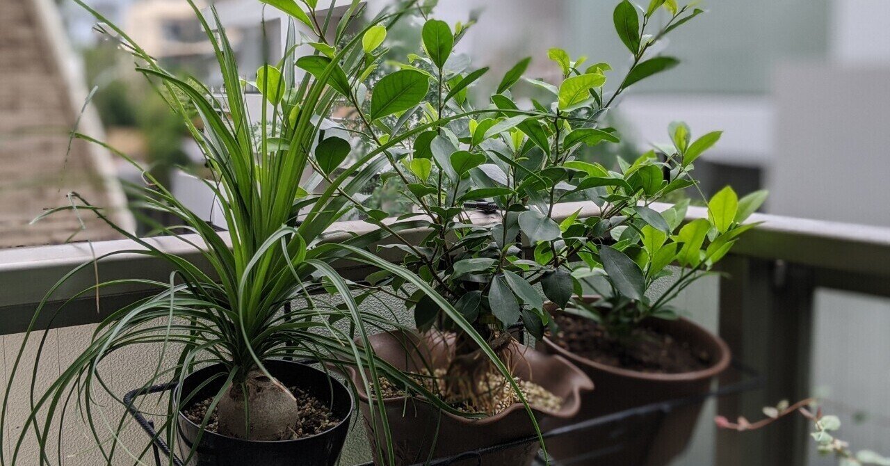 ガジュマル再々生を願って｜紫乃