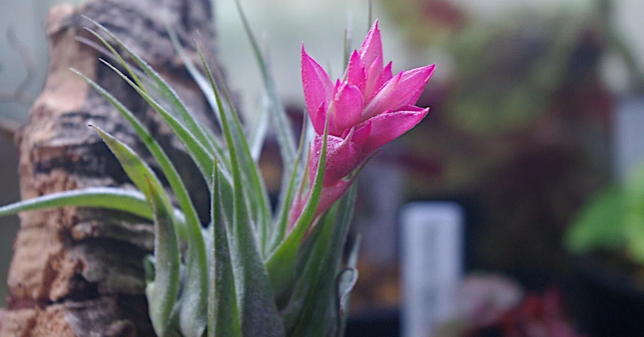 チランジア入荷リスト1/27｜NatureGarden?神田
