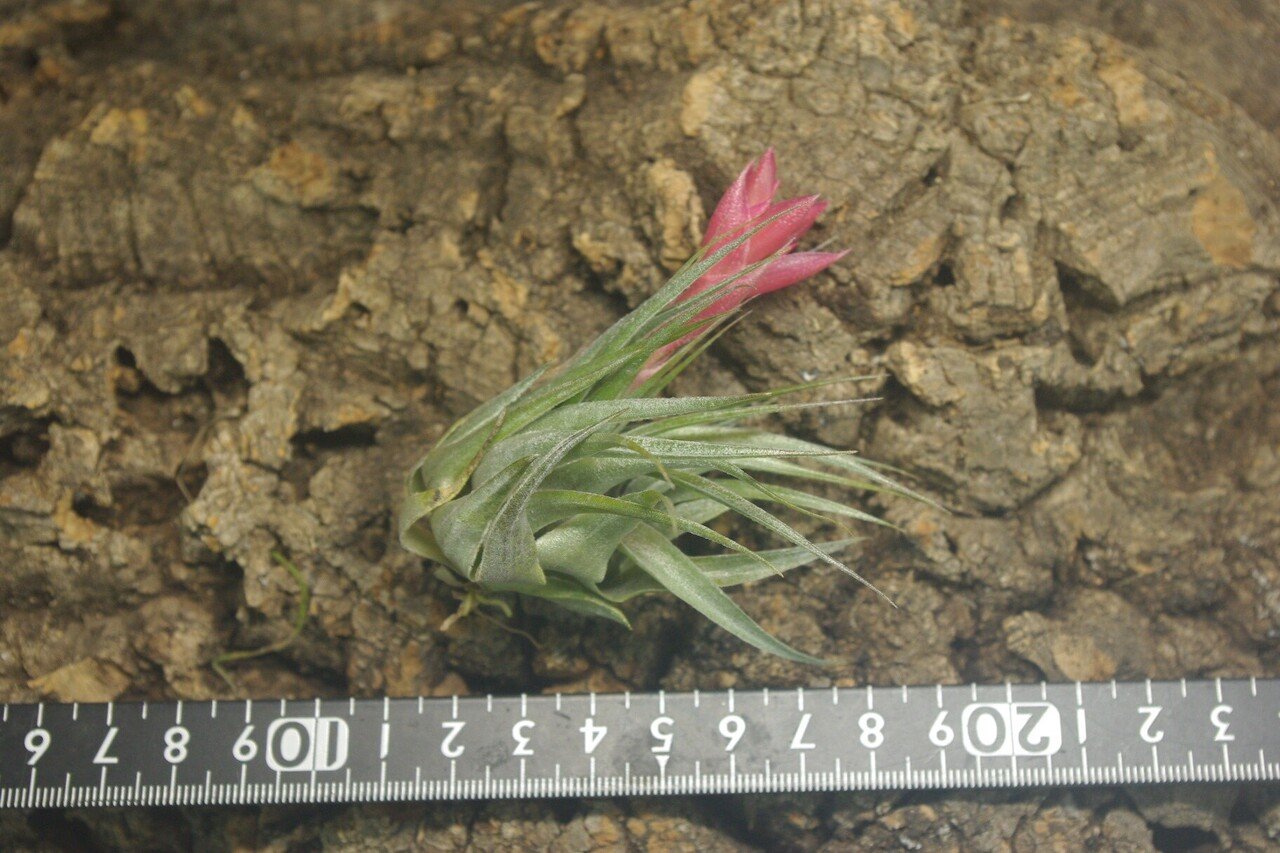 チランジア入荷リスト1/27|NatureGarden🌿神田 チランジア入荷リスト1/27|NatureGarden🌿神田