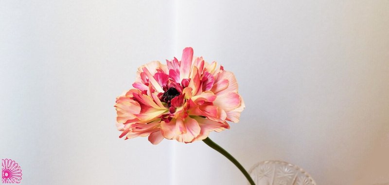シャルロット オレンジ その華麗 複雑につきー カイカトカイガ Note シャルロット オレンジ その華麗 複雑につきー カイカトカイガ Note