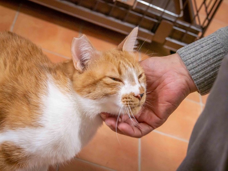 Catioの猫は大人猫 保護猫カフェcatio Note Catioの猫は大人猫 保護猫カフェcatio Note