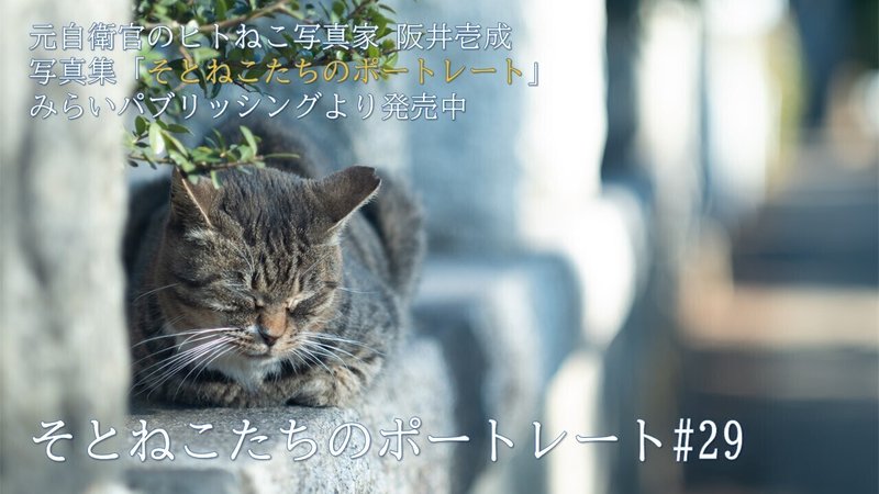 ねこ29