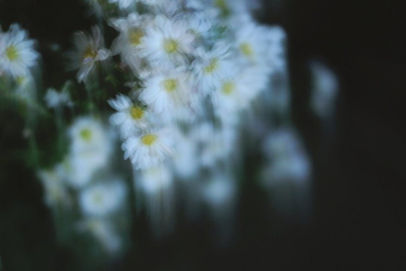 ブレ と ボケ を生かした写真の撮り方 キシノリコ Kishinoriko 出張フォトグラファー Note