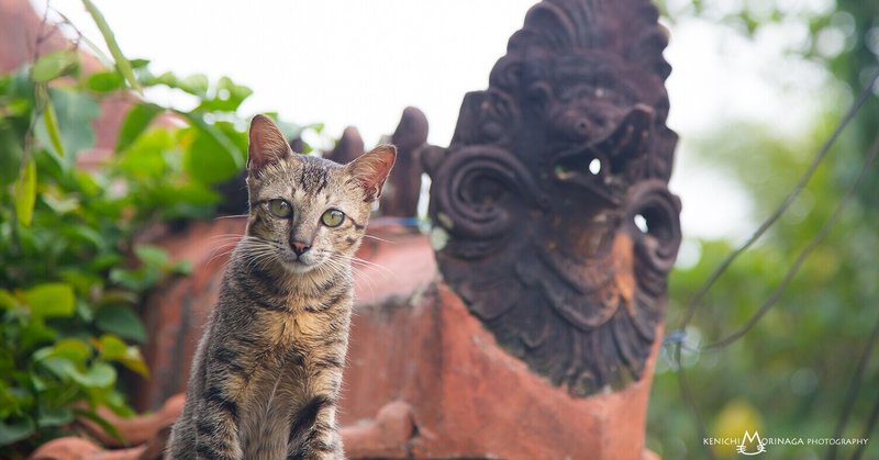 ウブドの招きネコとは（写真を撮るのがなぜ楽しいのかって）？　バリ島インドネシア（前編）「路地裏ニャン方見聞録リターンズ」#1