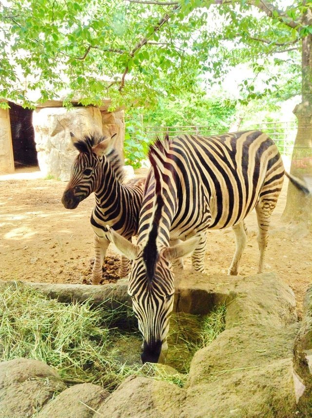 神戸市立王子動物園のチャップマンシマウマ。5月に生まれた子馬とママかな？
