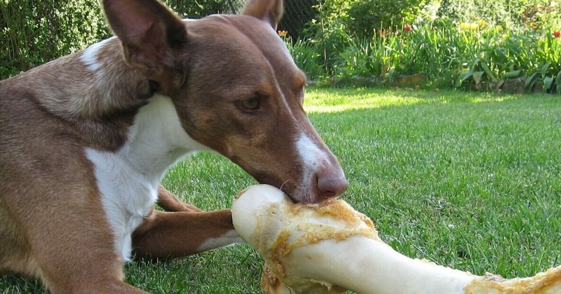 ペットの豆知識 知ってる 犬の大好物 Ngな食べ物 Ai Note ペットの豆知識 知ってる 犬の大好物 Ngな食べ物 Ai Note