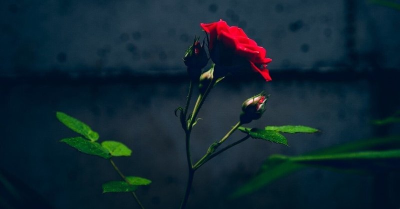 冬薔薇 Kigo Note 冬薔薇 Kigo Note