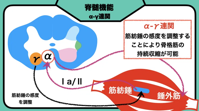 【脊髄シリーズ②】筋の過緊張を引き起こす伸張反射と反回抑制｜中上博之/理学療法士