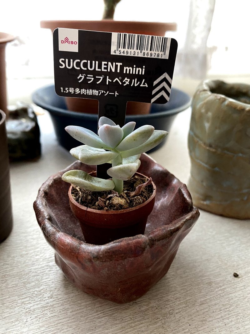 多肉植物 グラプトペタルム N Ko Suke Note
