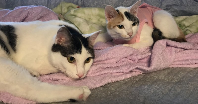 可愛い にゃんこ の お写真 癒されるよー ココ次郎 Note 可愛い にゃんこ の お写真 癒されるよー ココ次郎 Note