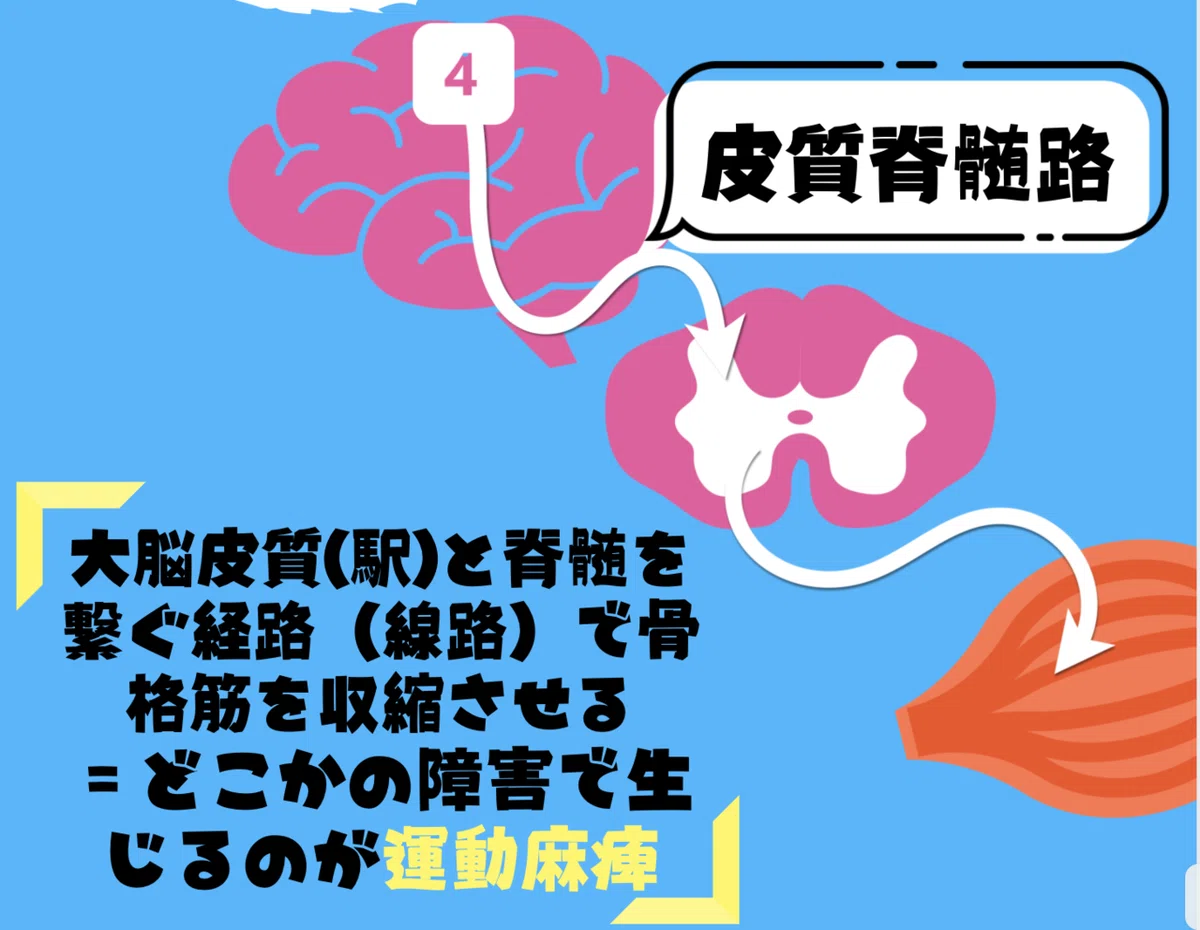 【脊髄シリーズ②】筋の過緊張を引き起こす伸張反射と反回抑制｜中上博之/理学療法士