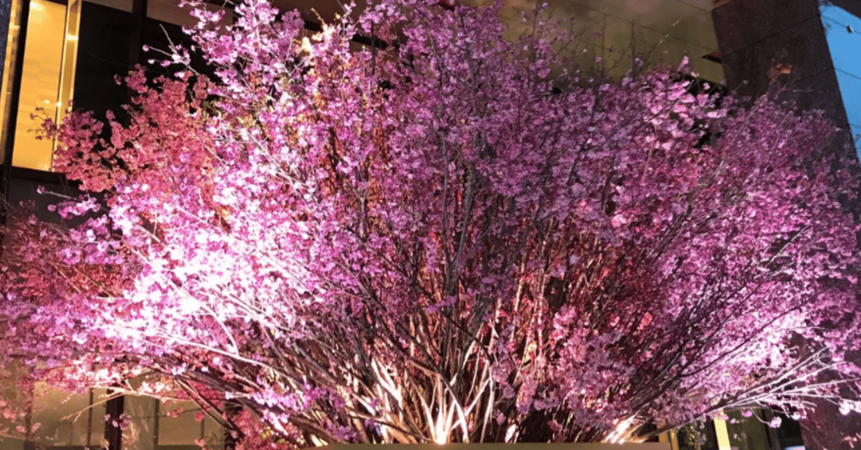 陽光桜 の背景には感動的な秘話がありました Yoko Astrologer Note 陽光桜 の背景には感動的な秘話がありました Yoko Astrologer Note