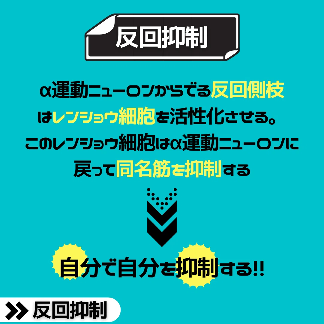 【脊髄シリーズ②】筋の過緊張を引き起こす伸張反射と反回抑制｜中上博之/理学療法士