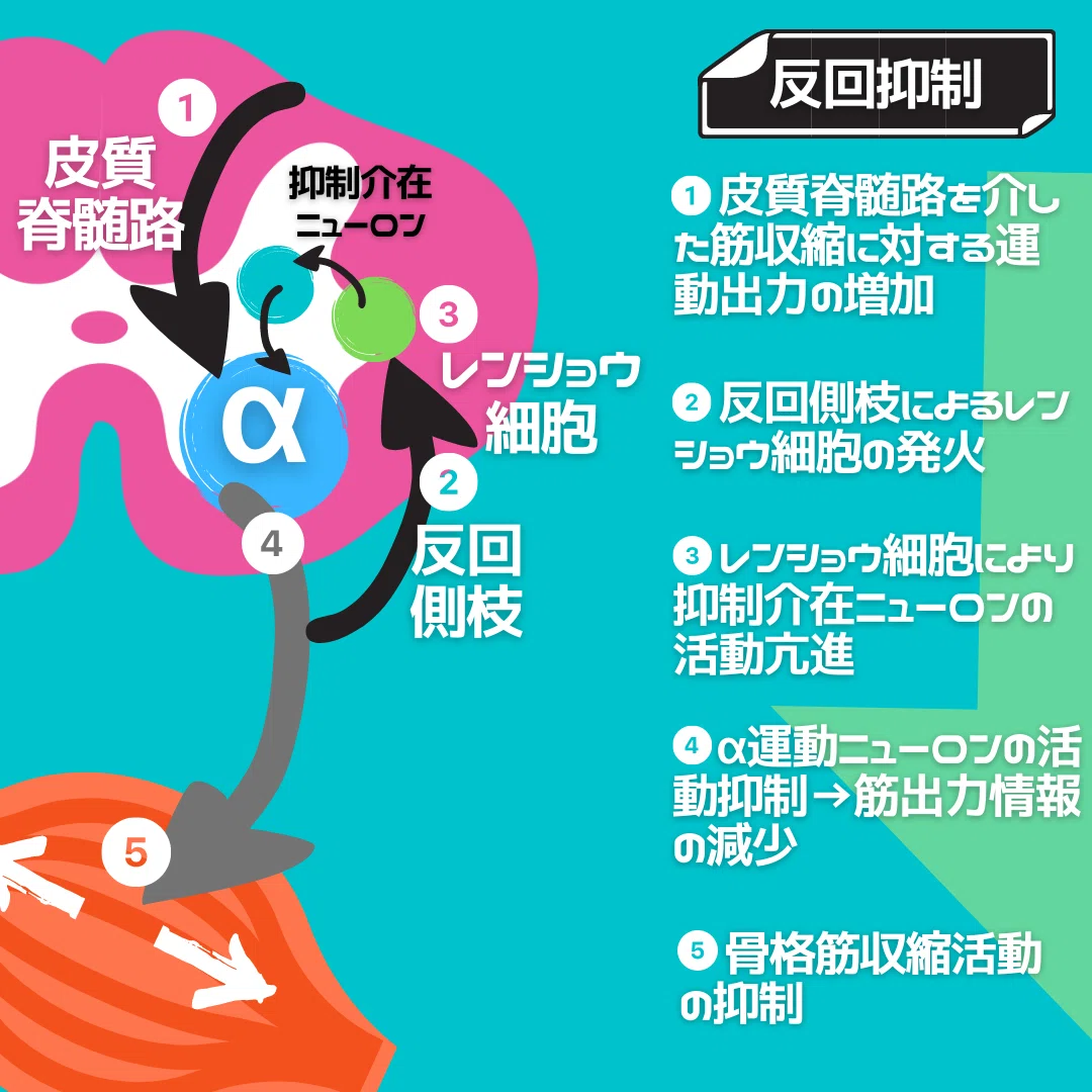 【脊髄シリーズ②】筋の過緊張を引き起こす伸張反射と反回抑制｜中上博之/理学療法士