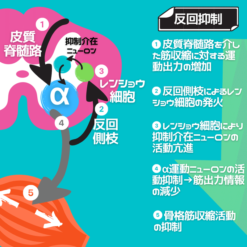 脊髄シリーズ 筋の過緊張を引き起こす伸張反射と反回抑制 中上博之 理学療法士 Note