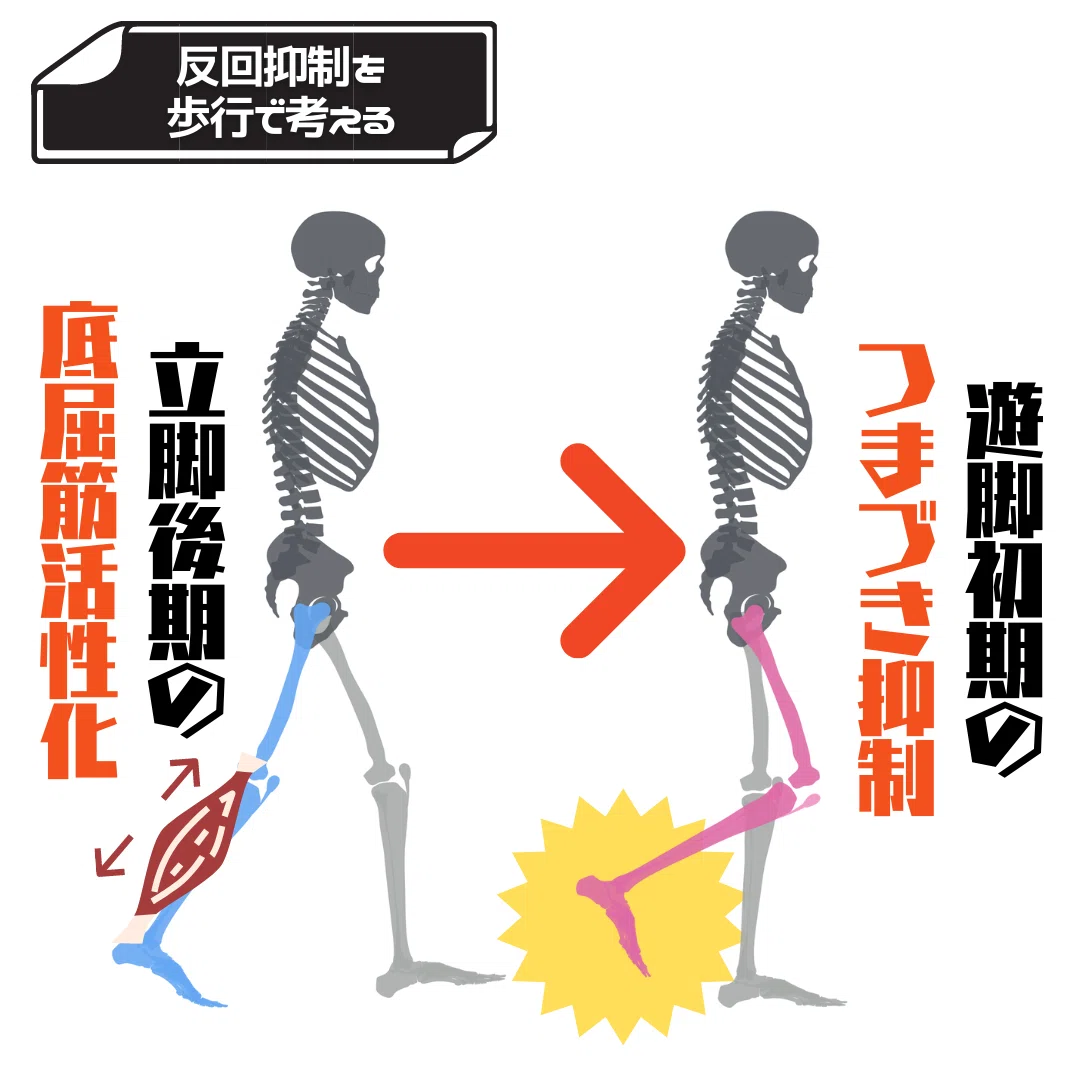 【脊髄シリーズ②】筋の過緊張を引き起こす伸張反射と反回抑制｜中上博之/理学療法士