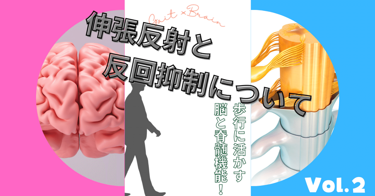 脊髄シリーズ②】筋の過緊張を引き起こす伸張反射と反回抑制｜中上博之