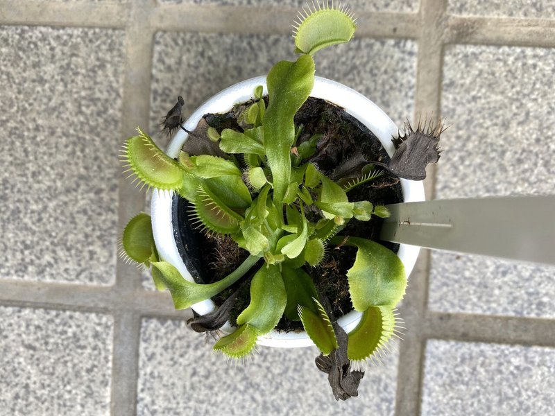 ハエトリグサの植え替え N Ko Suke Note