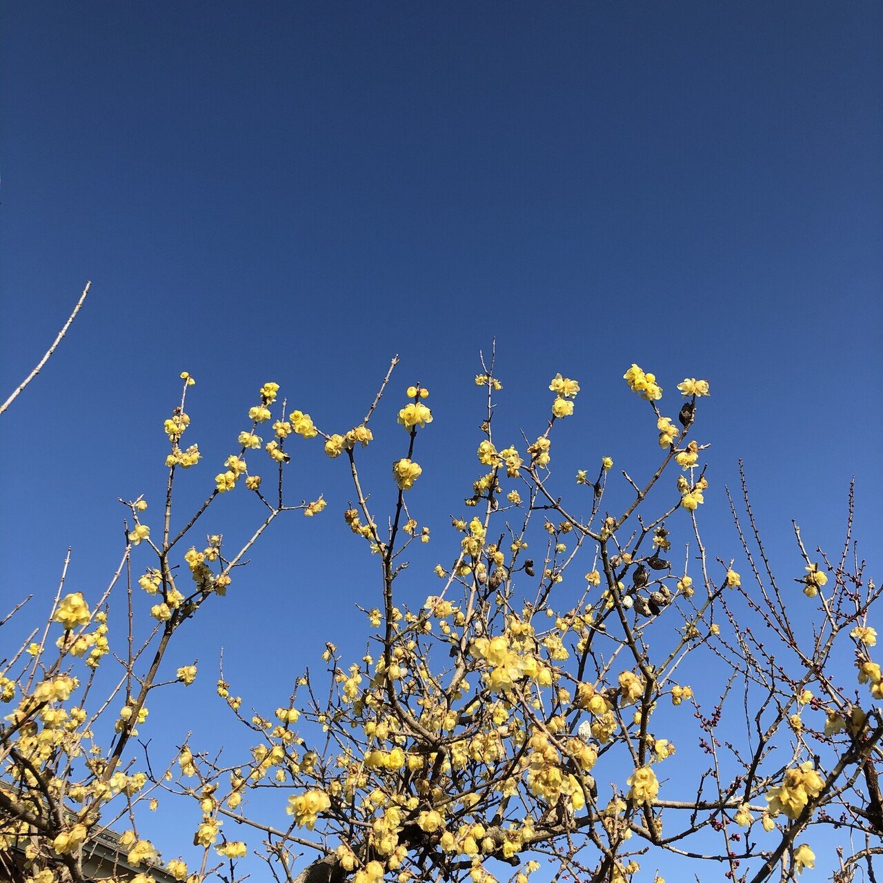 黄色い梅と空 Sora Note 黄色い梅と空 Sora Note
