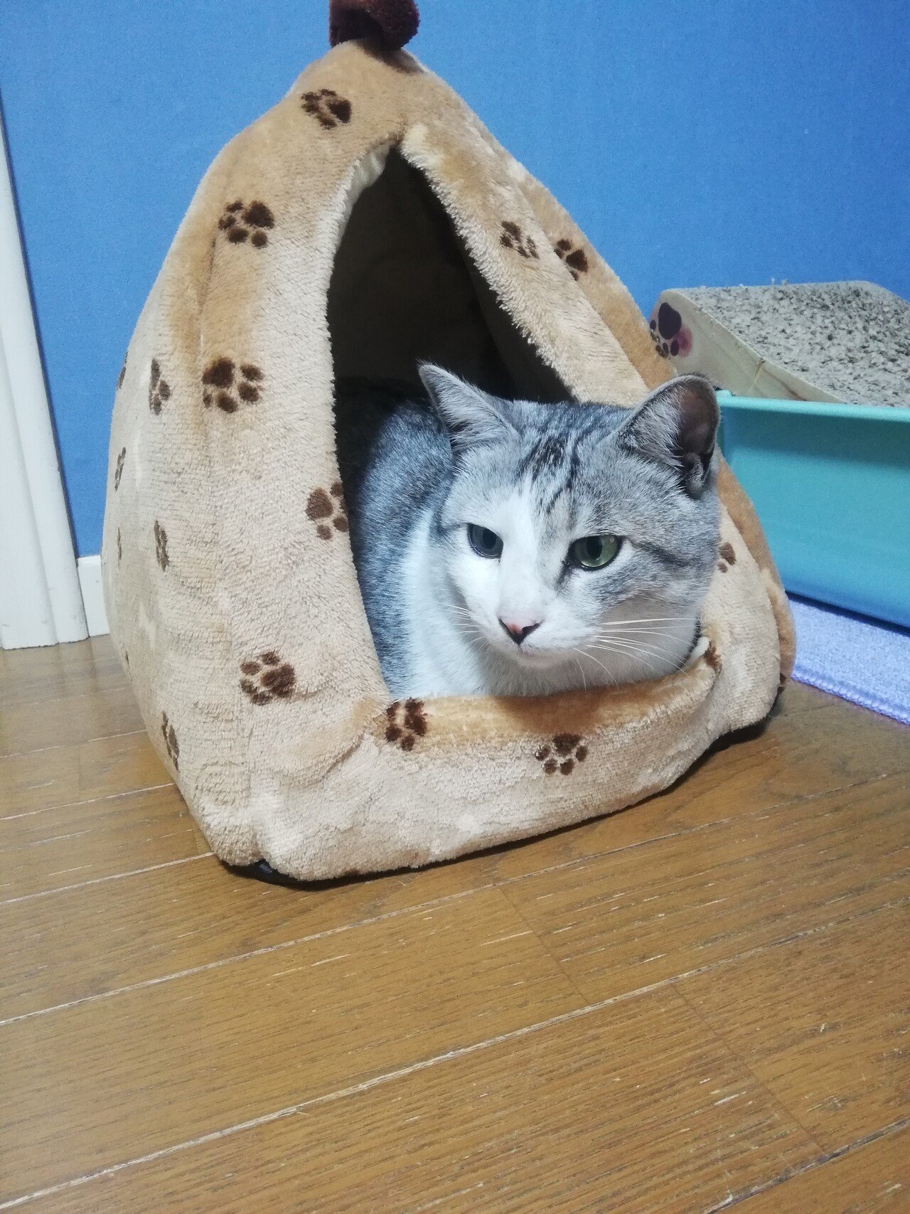 野良猫ひょっこりはん 寝る 丸顔 Note 野良猫ひょっこりはん 寝る 丸顔 Note