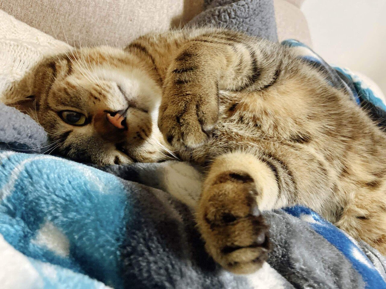 猫日和 159 他家之猫自慢 Yayayasu Note