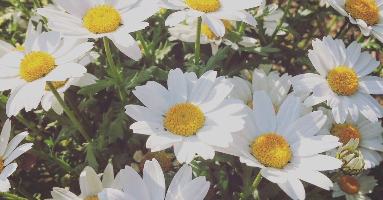 花束みたいな恋をした Mee Note 花束みたいな恋をした Mee Note